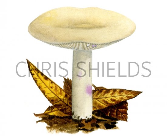 Illustration of Lactarius aspidus (#1908)