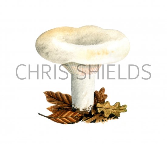 Illustration of Lactarius bertillanii (#1929)
