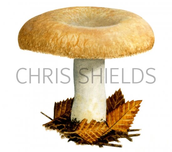 Illustration of Lactarius citriolens (#1911)