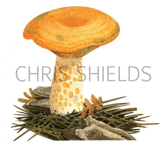 Illustration of Lactarius deliciosus (Saffron Milkcap) (#3502)