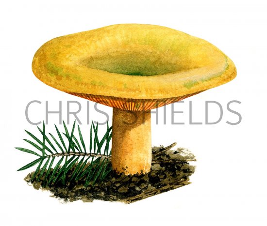 Illustration of Lactarius deterrimus (False Saffron Milkcap) (#1922)