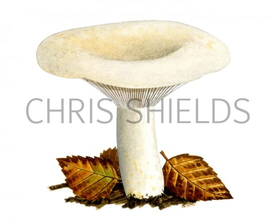 Illustration of Lactarius resimus (Rollrim Milkcap) (#1905)
