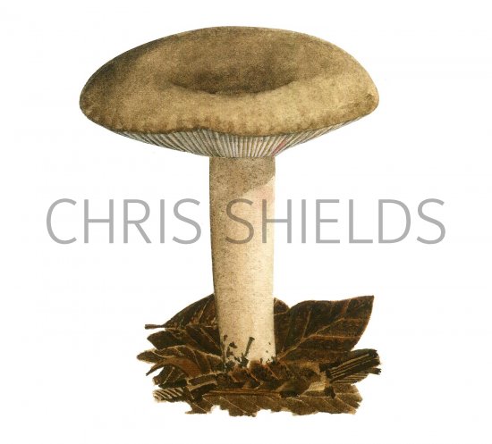 Illustration of Lactarius ruginosus (#3507)