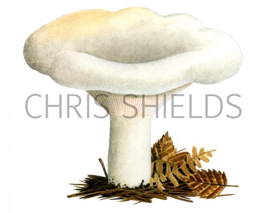 Illustration of Lactarius vellereus (Fleecy MIlkcap) (#1930)