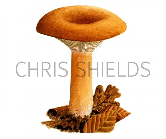 Illustration of Lactarius volemus (Fishy Milkcap) (#1933)