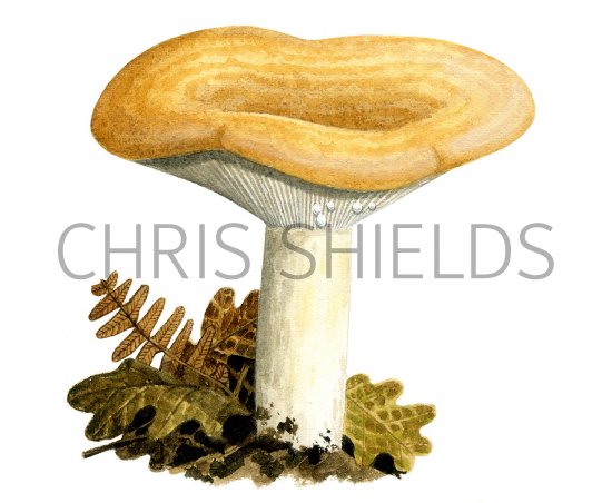 Illustration of Lactarius zonarius (#1927)