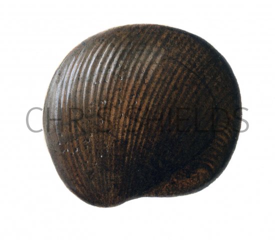 Illustration of Lamp Shell Fossil (Productus) (#0115)