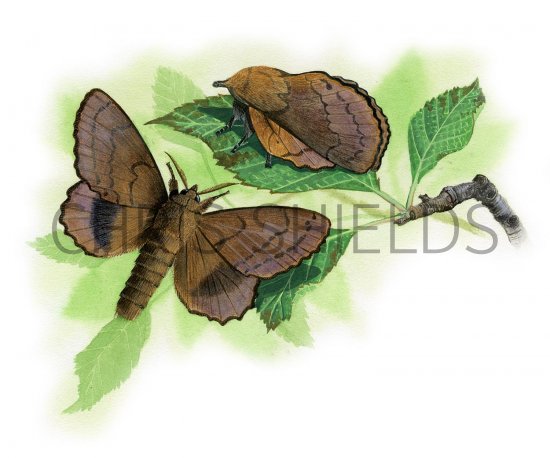 Illustration of Lappet Moth (Gastropacha quercifolio) (#2496)