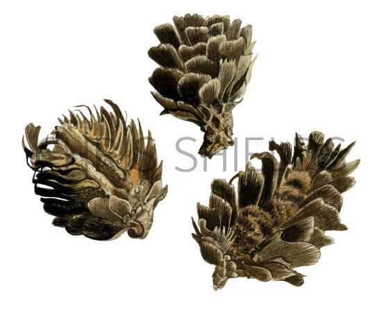 Illustration of Larch Cones opened by mouse (#2248)