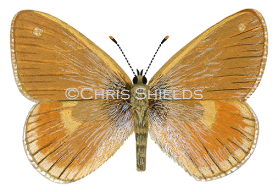 Illustration of Large Heath (male) Coenonympha tullia  scotica (#0307)