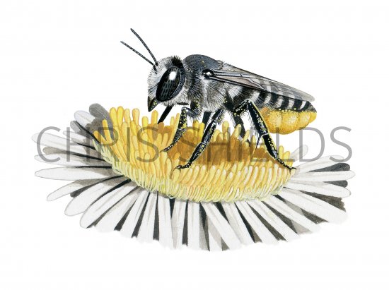Illustration of Leaf-cutting Bee (Megachile ligniseca) (#3827)