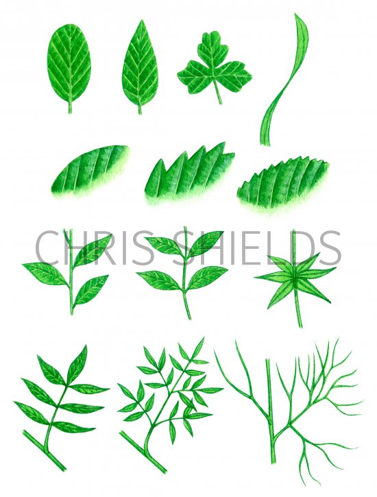 Illustration of Leaf shapes and forms (#0675)