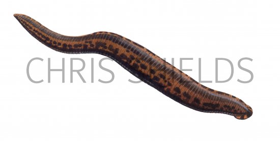 Illustration of Medical Leech (Hirudo medicinalis) (#2114)