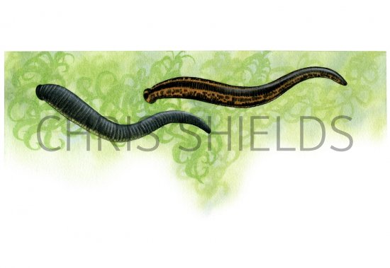 Illustration of Leeches (Medical) Hirudo medicinalis & (Horse) Harmopis sanguisuga (#2115)