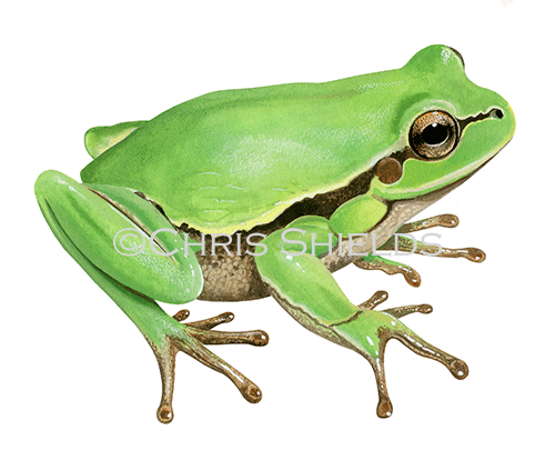 Illustration of Lemon-yellow Tree Frog (Hyla savignyi) (#4591)