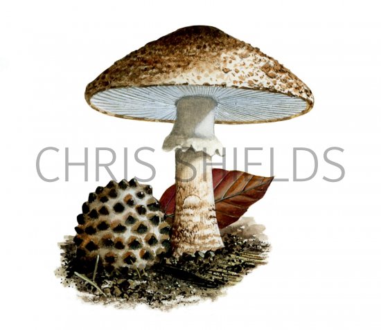 Illustration of Lepiota aspera (Freckled Dapperling) (#1693)