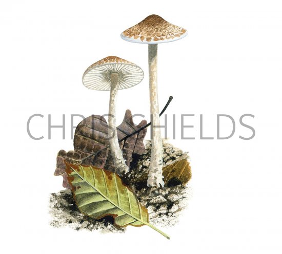 Illustration of Lepiota echinella var. echinella (#3422)