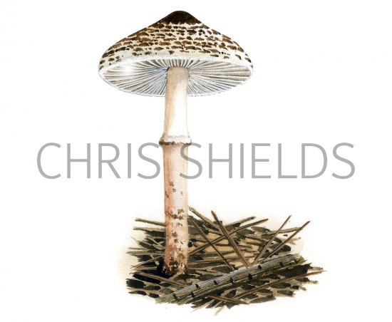 Illustration of Lepiota felina (#3489)