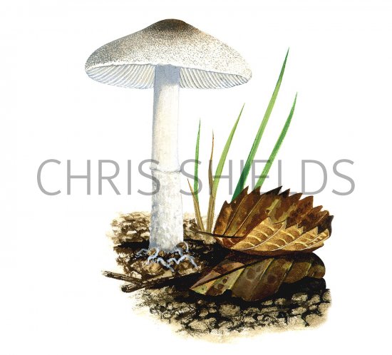 Illustration of Lepiota forquignonii (#3481)