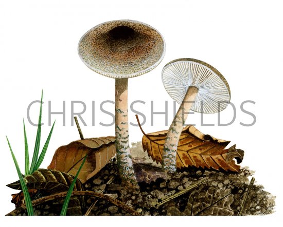 Illustration of Lepiota grangei (Green Dapperling) (#3510)