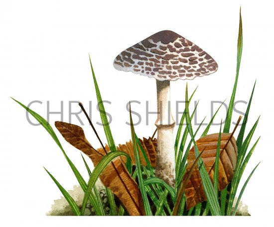 Illustration of Lepiota lilacea (#3508)