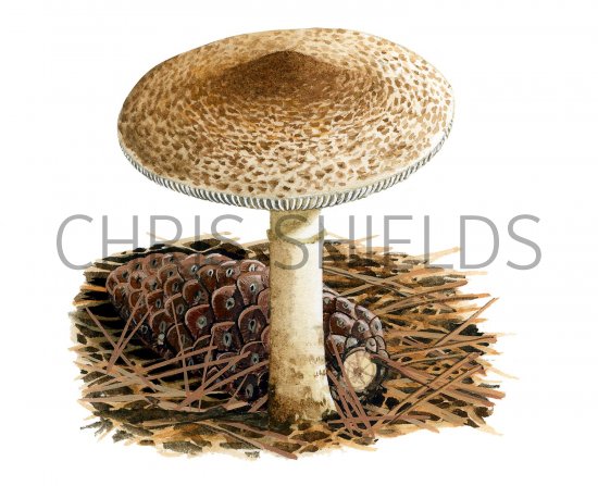 Illustration of Lepiota ochraceofulva (#3488)