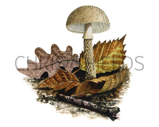 Illustration of Lepiota pseudoasperula (#3372)
