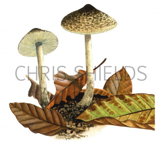 Illustration of Lepiota xanthophylla (#3458)