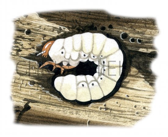 Illustration of Lesser Stag Beetle Larvae (Dorcus parellelipipedus) (#3331)