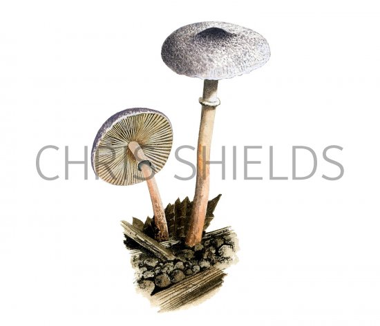 Illustration of Leucoagaricus melanotrichus (#3527)