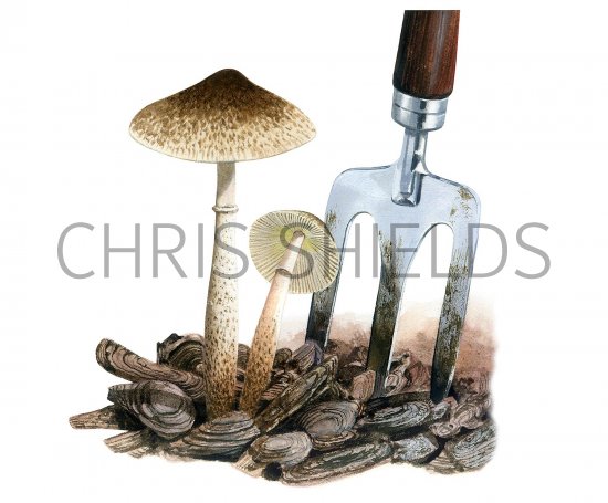 Illustration of Leucoagaricus meleagris (#3514)