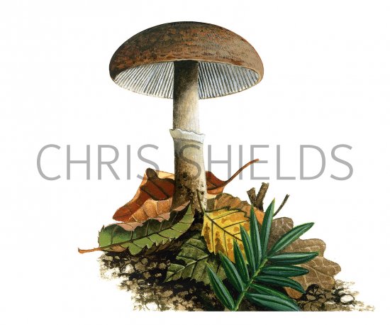 Illustration of Leucoagaricus pilatianus (#3517)