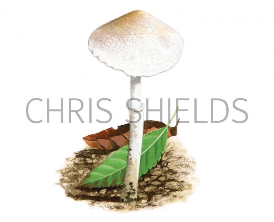 Illustration of Leucoagaricus serenus (#3519)