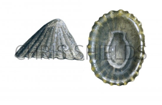 Illustration of Limpet (Common) Patella vulgata (#0769)