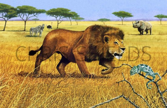 Illustration of Lion (Panthera leo) (#1437)