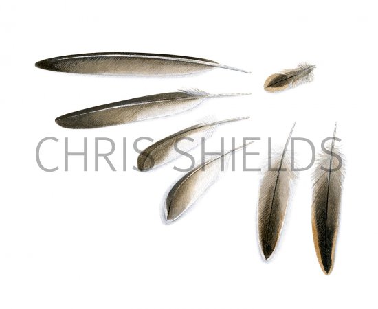 Illustration of Little Stint feathers (Calidris minuta) (#2938)