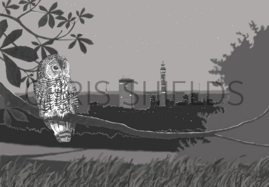 Illustration of Owl (Tawny) Strix aluco (#0455)