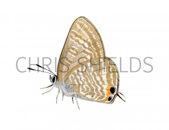 Illustration of Long-tailed Blue (Lampides boeticus) (#3556)