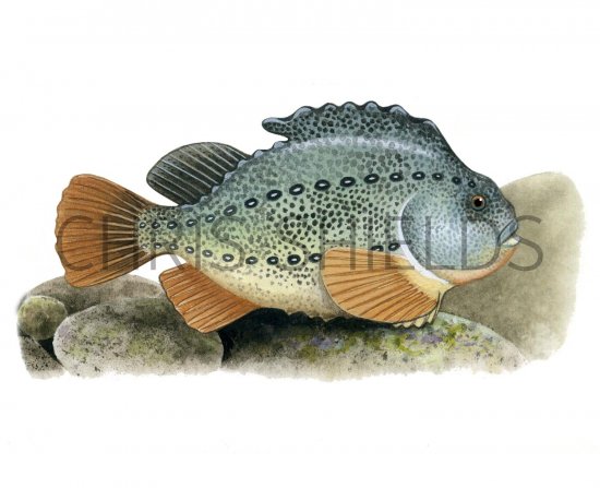 Illustration of Lumpsucker (cyclopterus lumpus) (#2330)