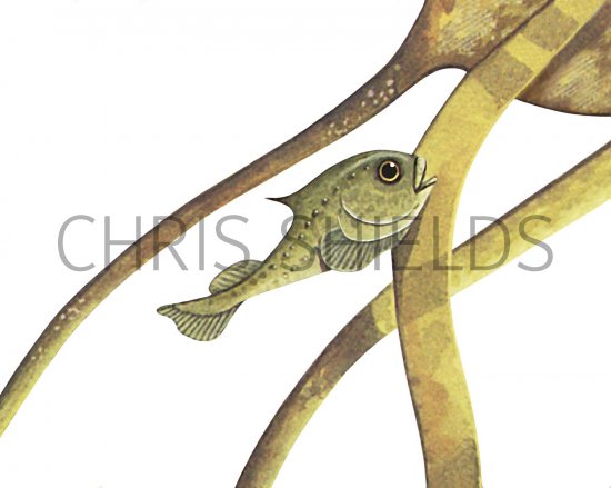 Illustration of Lumpsucker juvenile(cyclopterus lumpus) (#3061)