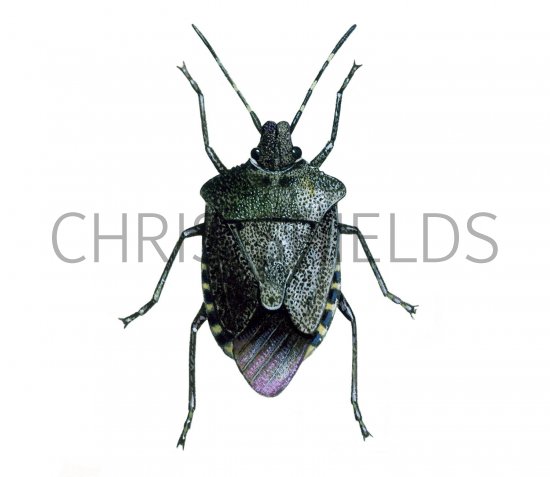 Illustration of Lurid Shield Bug (Troilus luridus) (#1696)