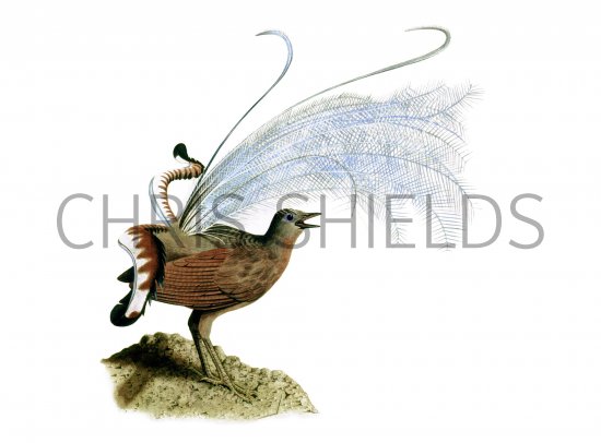 Illustration of Lyrebird (Menura novaehollandiae) (#0885)