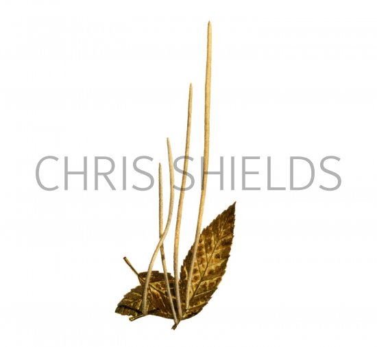 Illustration of Macrotyphula juncea (Slender Club)  (#1944)