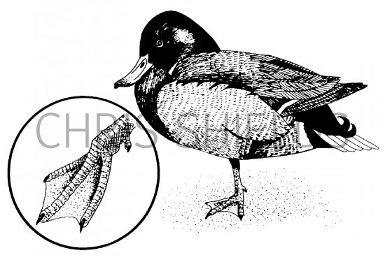 Illustration of Mallard (Anas platyrhyncho) (#4347)