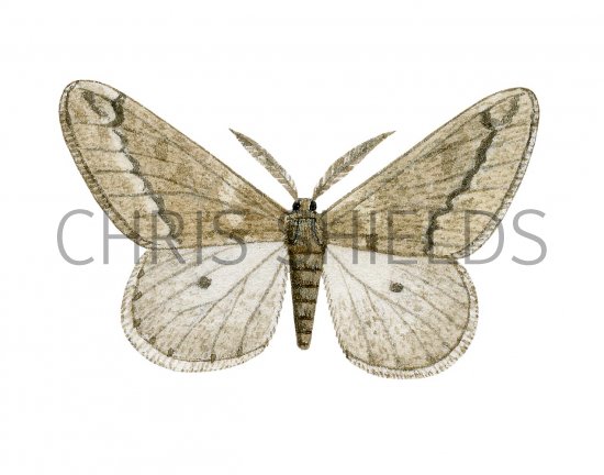Illustration of March Moth (Alsophila aescularia) (#3410)