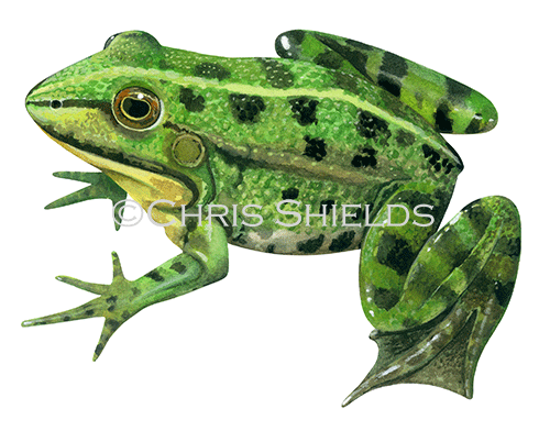 Illustration of Marsh Frog (Rana ribibunda) (#1591)
