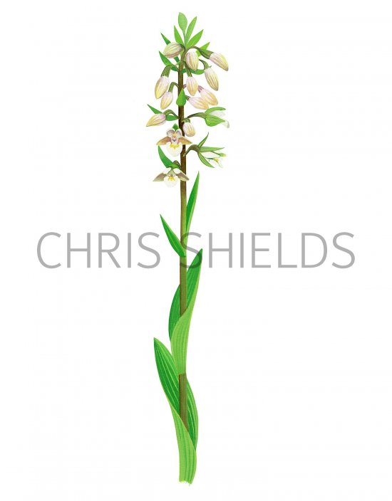 Illustration of Marsh Helleborine (Epipactis palustris) (#3384)