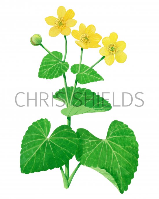 Illustration of Marsh Marigold (Caltha palustris) (#2811)