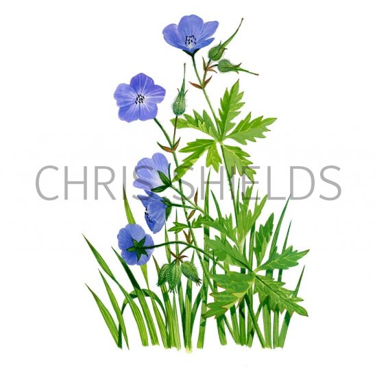 Illustration of Geranium pratense (Meadow Cranes-bill) (#2599)