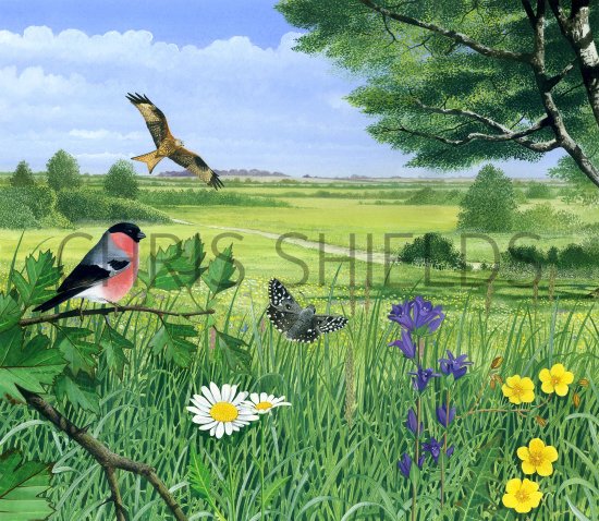 Illustration of Meadowland (#1061)